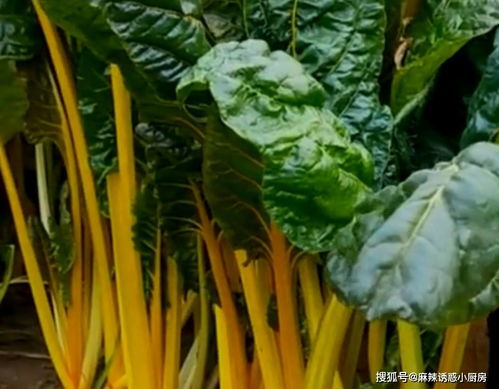 农村院子种的一种菜,就摘叶子吃,越摘长得越快,能够吃一整年 种植 蔬菜 甜菜