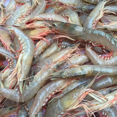 东山海鲜野生剑虾250g条虾船冻海虾滑皮虾冷冻硬壳虾冷冻水产饭店